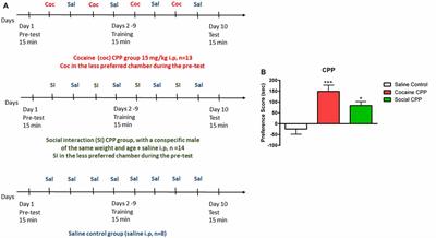 Cocaine Paired Environment Increases SATB2 Levels in the Rat Paraventricular Thalamus